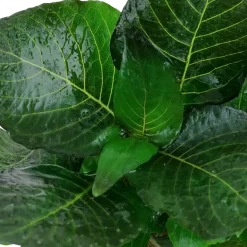 Tropica Akvarieplante i potte Hygrophila corymbosa Compact