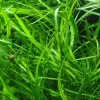 Tropica Akvarieplante i potte Hygrophila costata