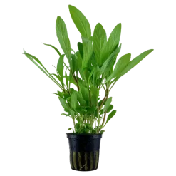 Tropica Akvarieplante i potte Hygrophila costata