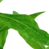 Tropica Akvarieplante i potte Hygrophila polysperma