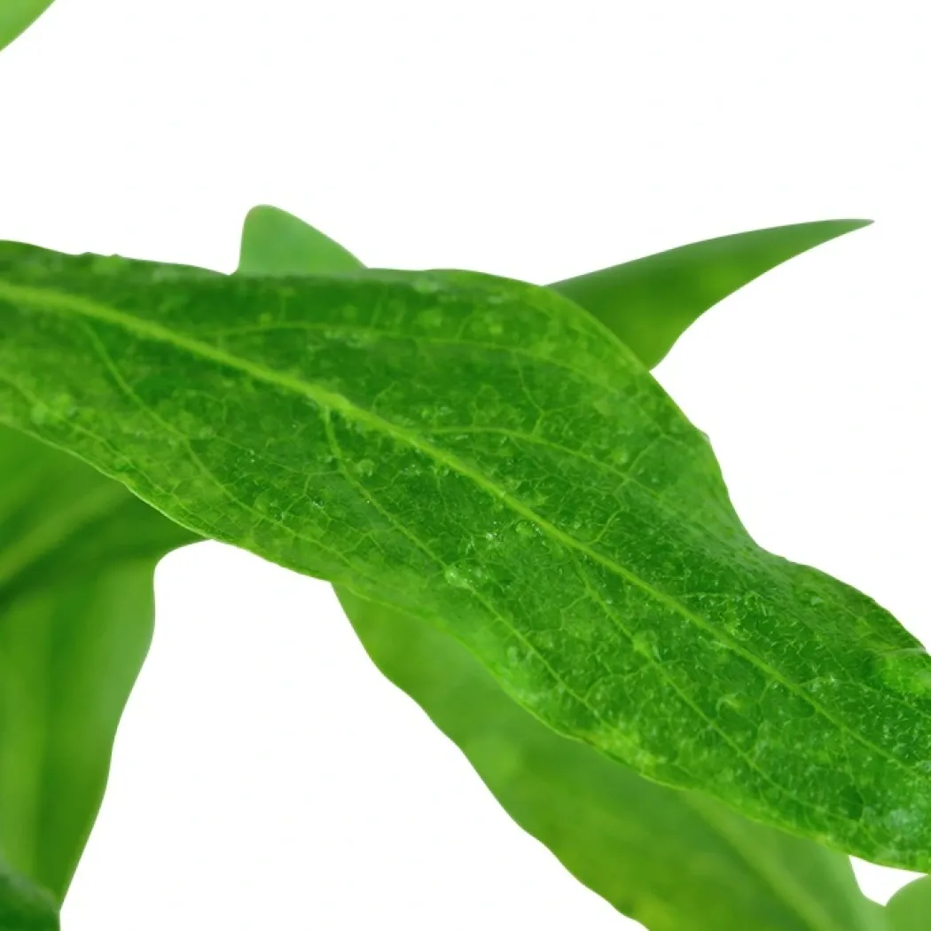Tropica Akvarieplante i potte Hygrophila polysperma