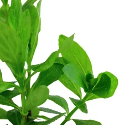 Tropica Akvarieplante i potte Hygrophila polysperma