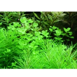 Tropica Akvarieplante i potte Micranthemum umbrosum