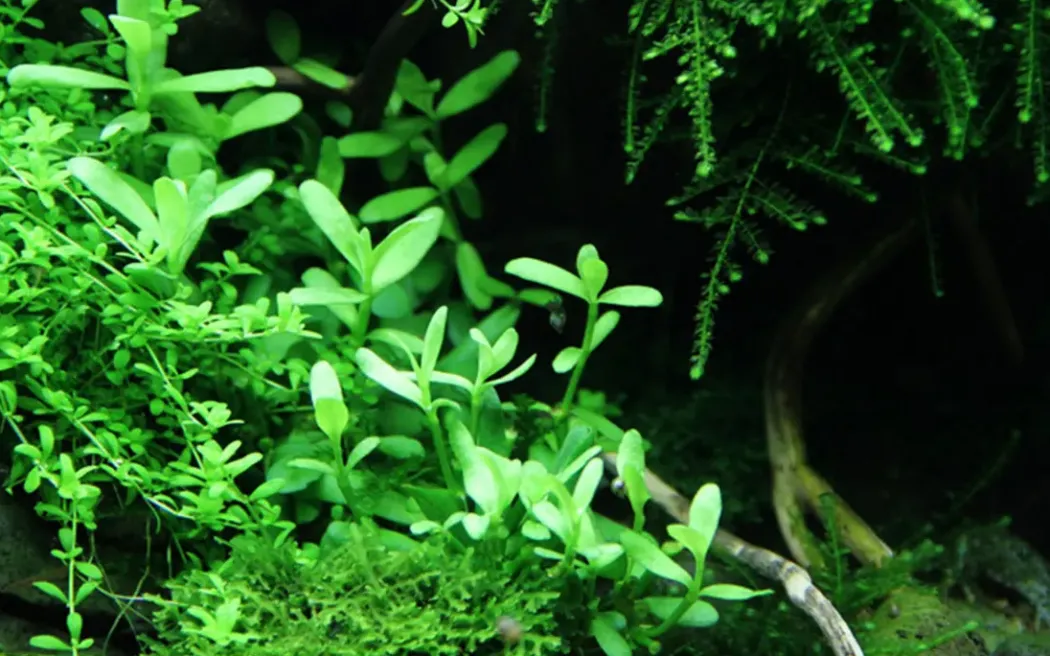 Tropica Akvarieplante i potte Bacopa monnieri Compact