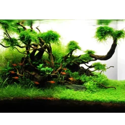 Tropica Akvarieplante i potte Lilaeopsis brasiliensis