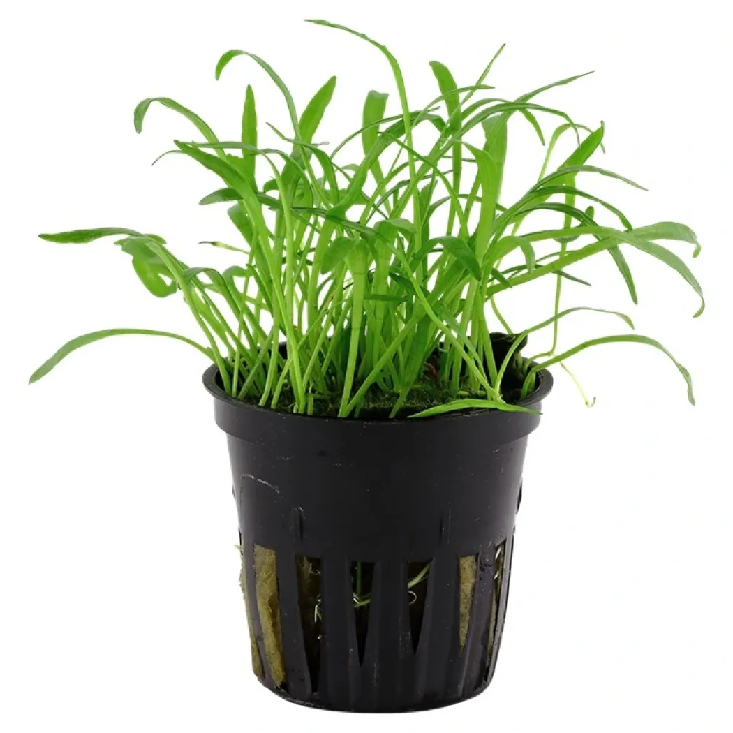 Tropica Akvarieplante i potte Lilaeopsis brasiliensis