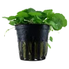 Tropica Akvarieplante i potte Hydrocotyle verticillata