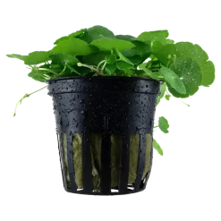Tropica Akvarieplante i potte Hydrocotyle verticillata