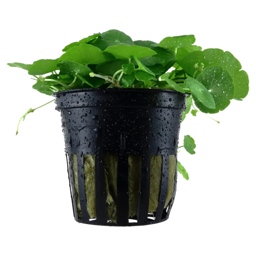 Tropica Akvarieplante i potte Hydrocotyle verticillata