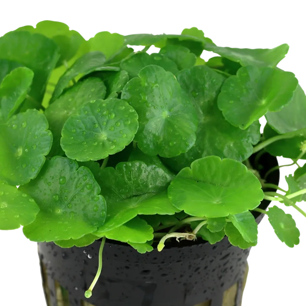 Tropica Akvarieplante i potte Hydrocotyle verticillata
