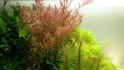 Tropica Akvarieplante i potte Rotala rotundifolia