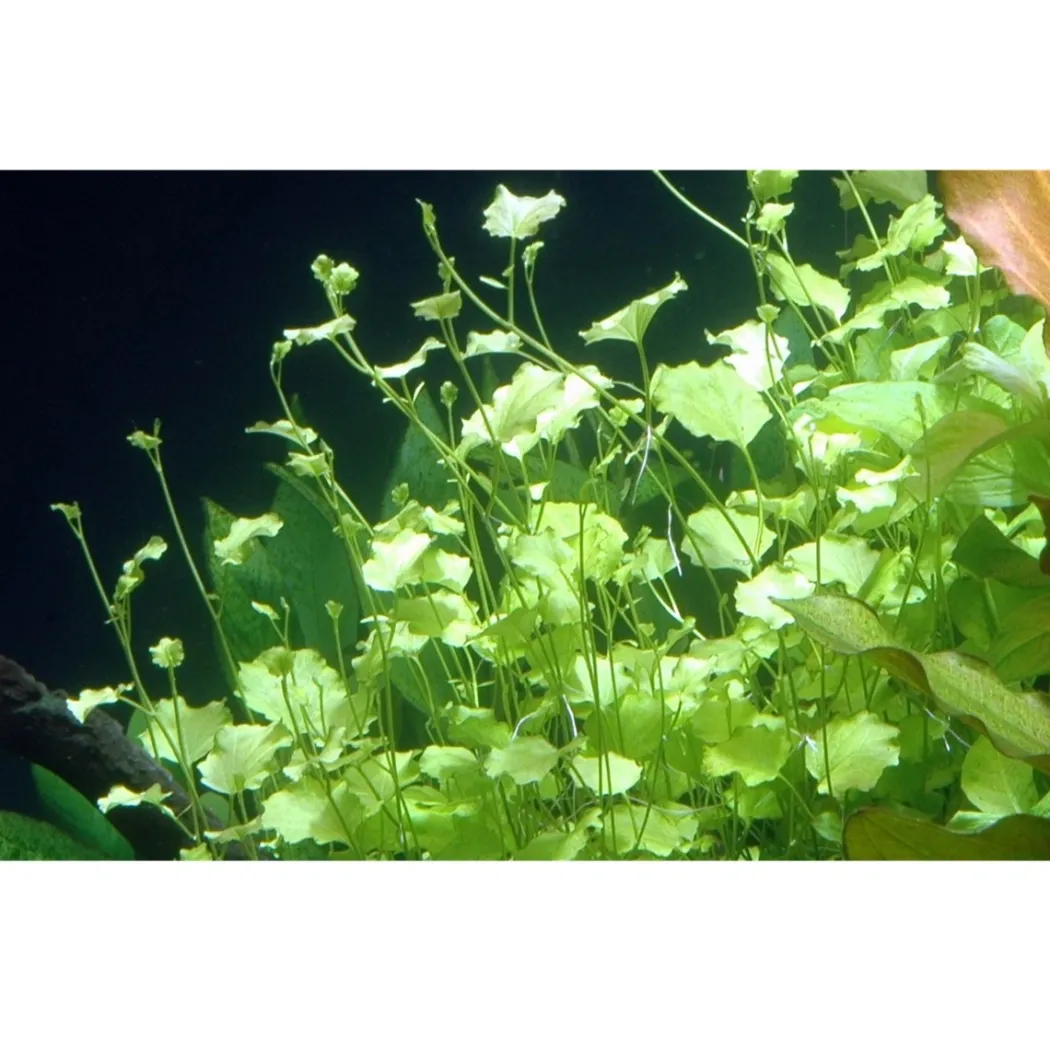 Tropica Akvarieplante i potte Cardamine lyrata
