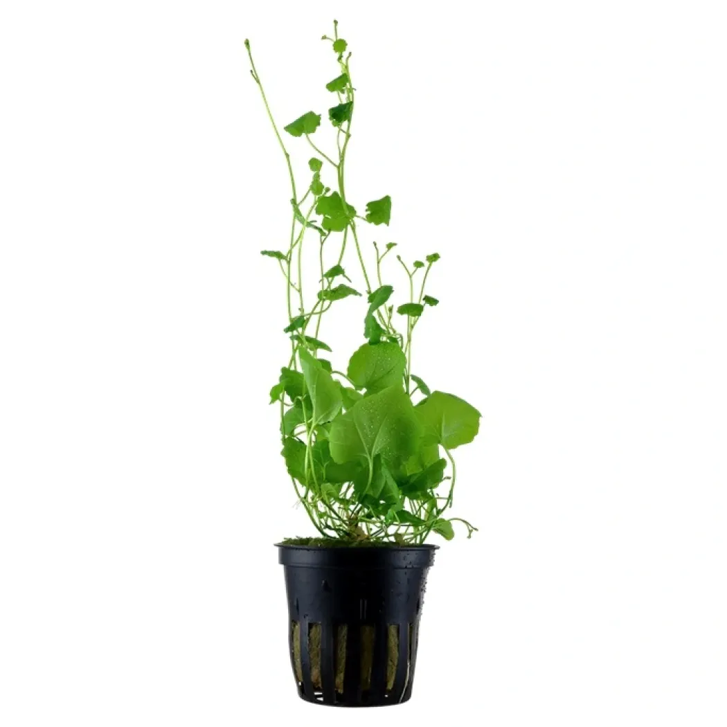 Tropica Akvarieplante i potte Cardamine lyrata