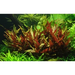 Tropica Akvarieplante i potte Alternanthera reineckii Pink