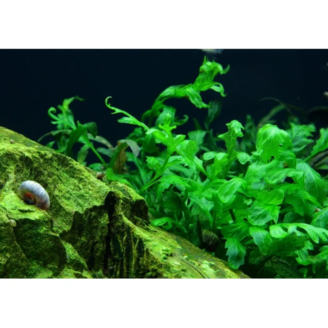 Tropica Akvarieplante i potte Bolbitis heudelotii