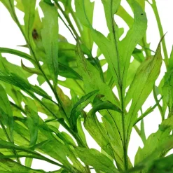 Tropica Akvarieplante i potte Bolbitis heudelotii