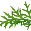 Tropica Akvarieplante i potte Ceratopteris thalictroides