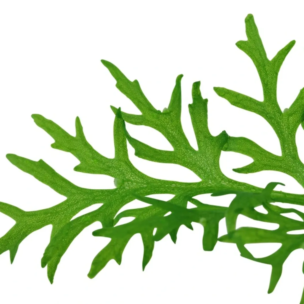 Tropica Akvarieplante i potte Ceratopteris thalictroides