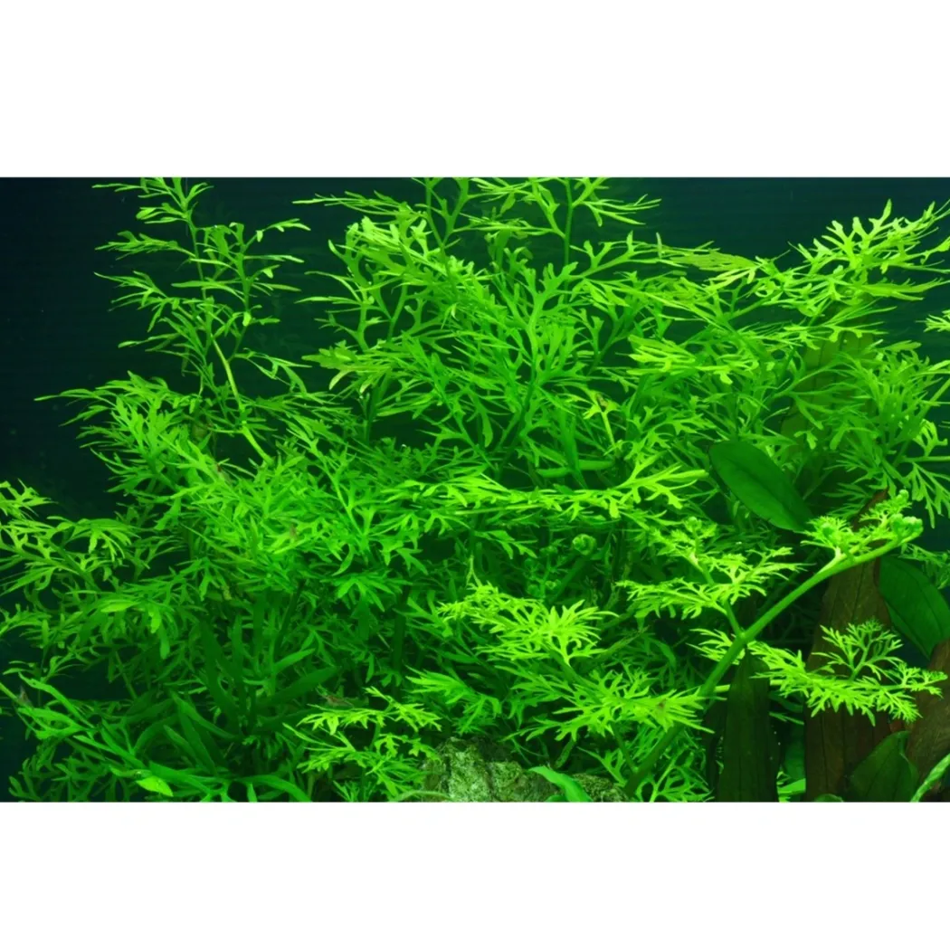 Tropica Akvarieplante i potte Ceratopteris thalictroides