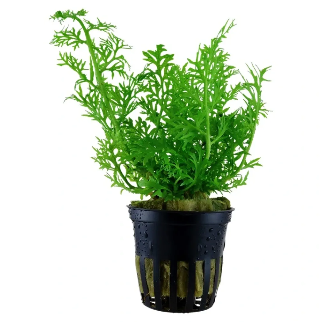 Tropica Akvarieplante i potte Ceratopteris thalictroides