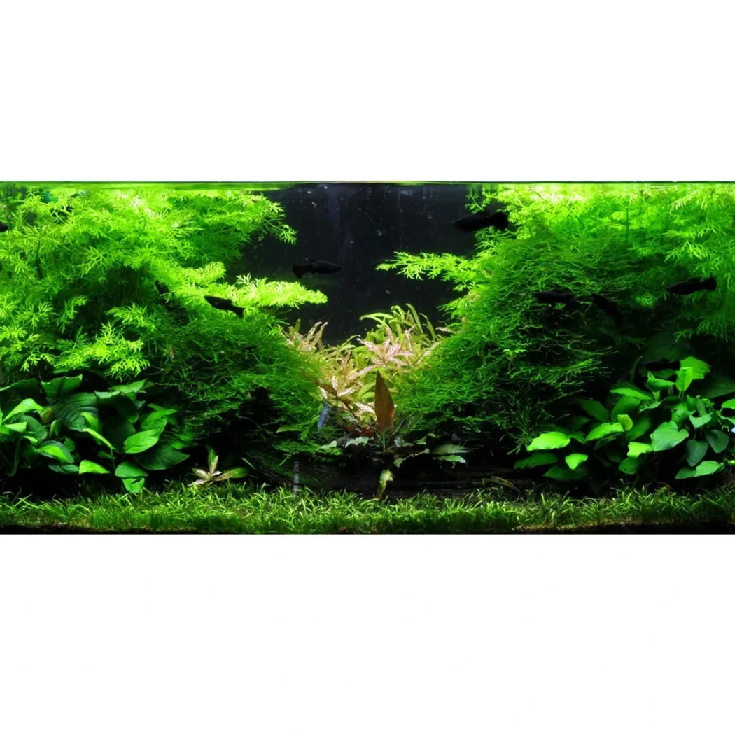 Tropica Akvarieplante i potte Ceratopteris thalictroides
