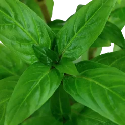 Tropica Akvarieplante i potte Staurogyne repens
