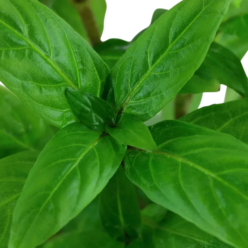 Tropica Akvarieplante i potte Staurogyne repens