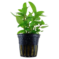 Tropica Akvarieplante i potte Staurogyne repens