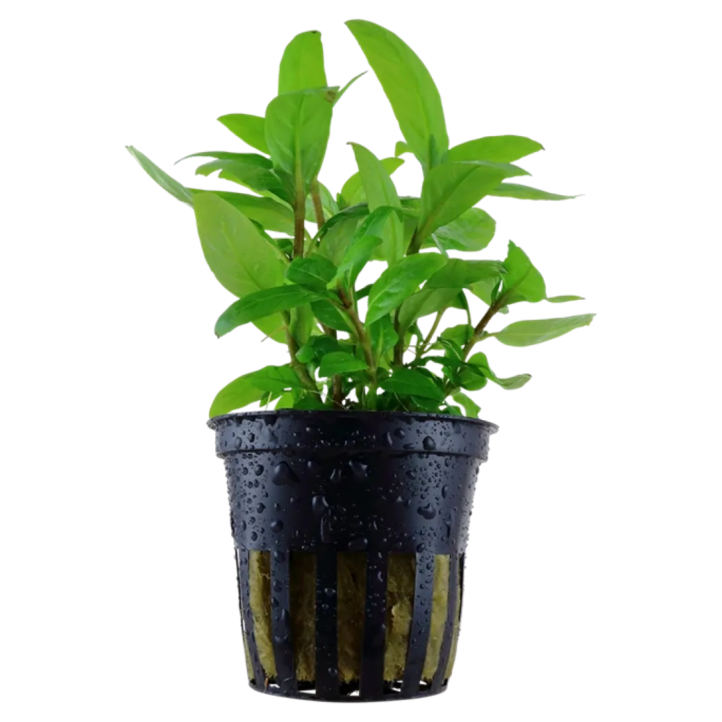 Tropica Akvarieplante i potte Staurogyne repens