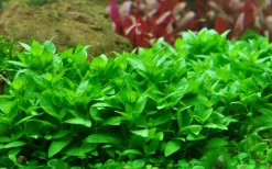 Tropica Akvarieplante i potte Staurogyne repens