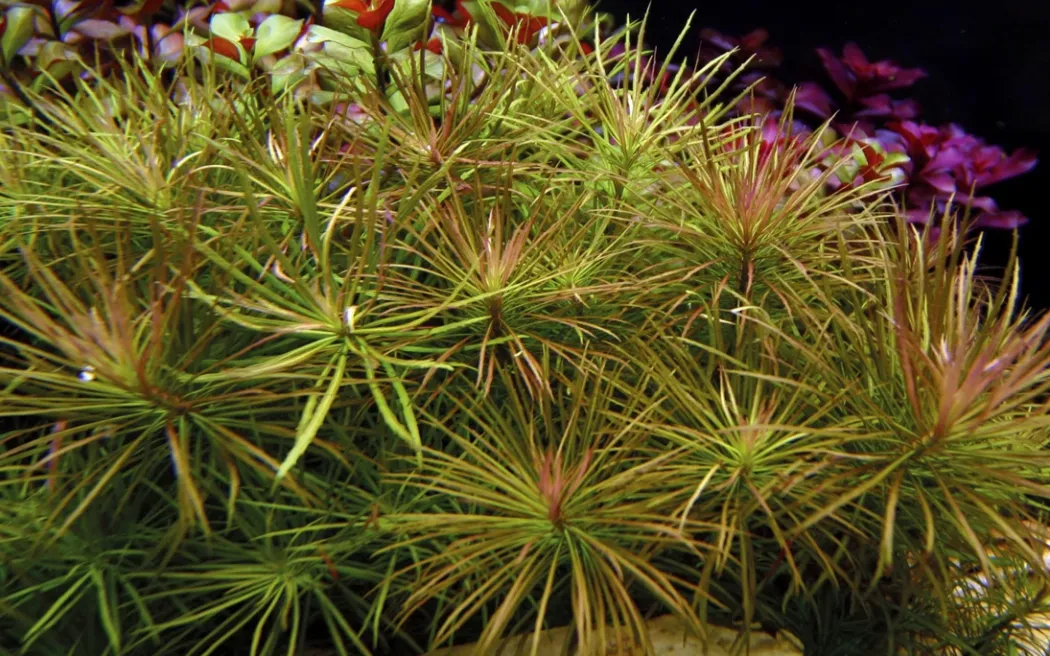 Tropica Akvarieplante i potte Pogostemon stellatus