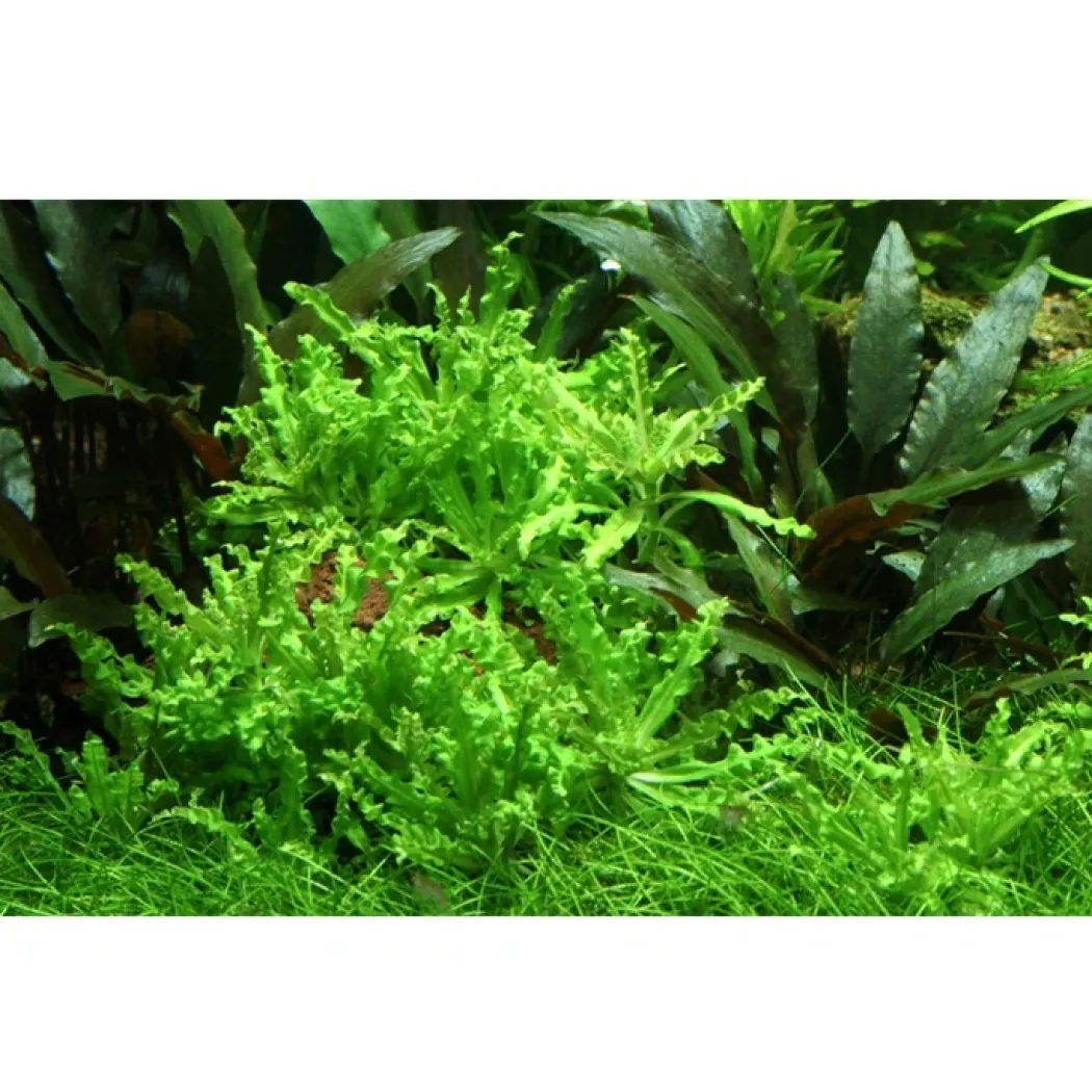 Tropica Akvarieplante i potte Pogostemon helferi