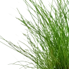 Tropica Akvarieplante ipotte Eleocharis parvula