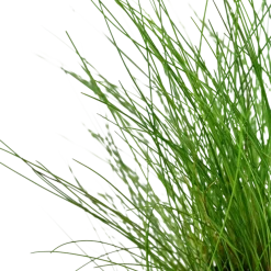 Tropica Akvarieplante ipotte Eleocharis parvula