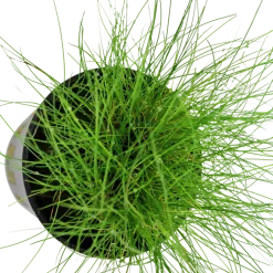Tropica Akvarieplante ipotte Eleocharis parvula