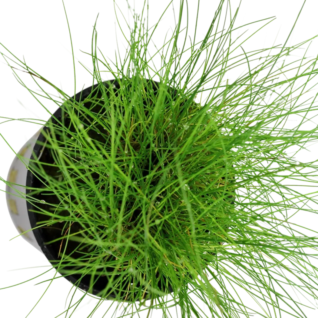 Tropica Akvarieplante ipotte Eleocharis parvula
