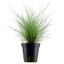 Tropica Akvarieplante ipotte Eleocharis parvula