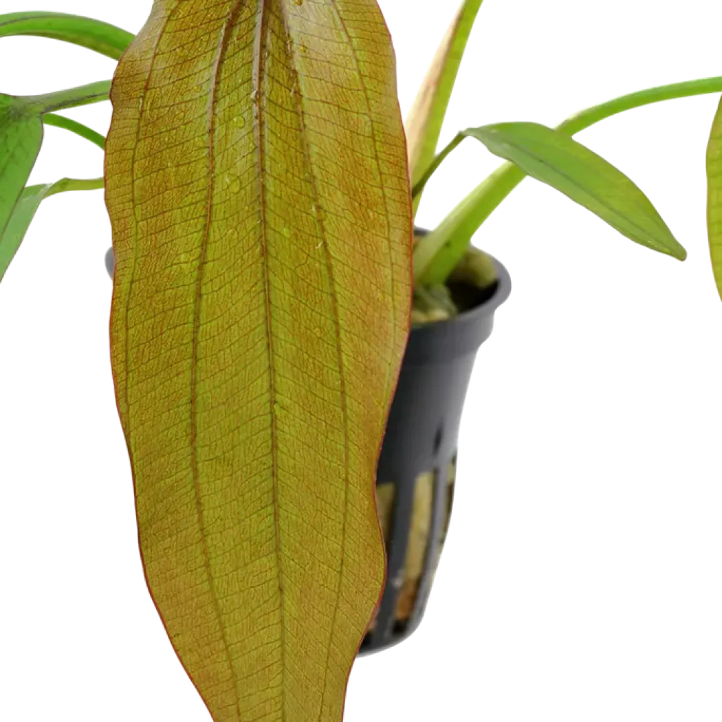Tropica Akvarieplante i potte Echinodorus Red Diamond
