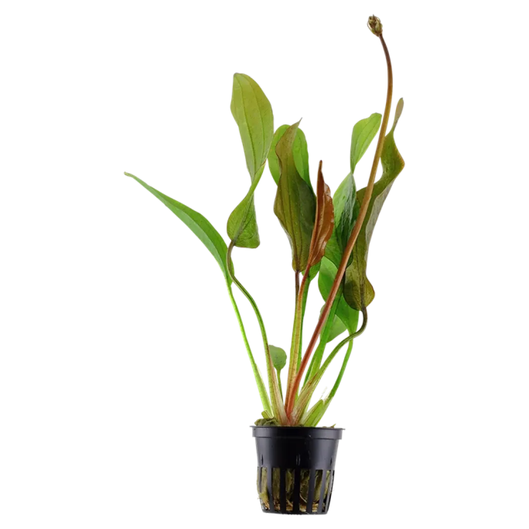Tropica Akvarieplante i potte Echinodorus Red Diamond