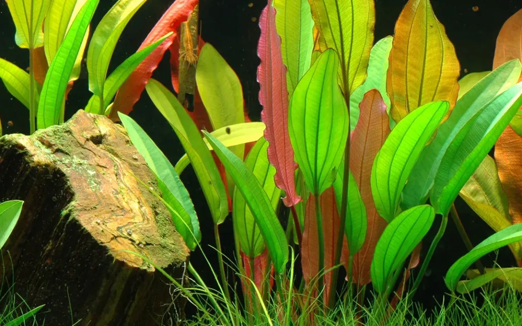 Tropica Akvarieplante i potte Echinodorus Red Diamond