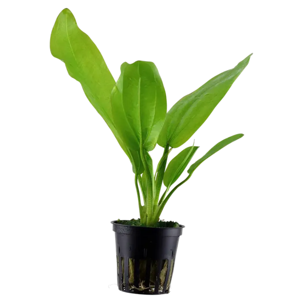 Tropica Akvarieplante i potte Echinodorus cordifolius fluitans