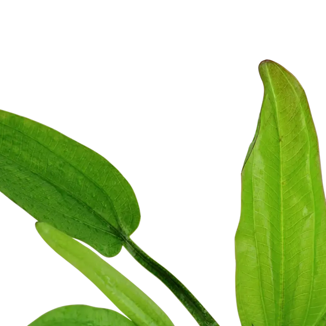 Tropica Akvarieplante i potte Echinodorus cordifolius fluitans