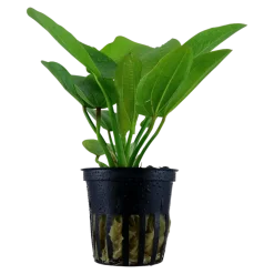 Tropica Akvarieplante i potte Echinodorus Aquartica