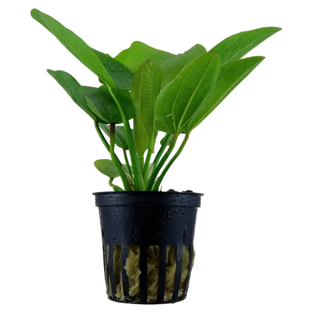Tropica Akvarieplante i potte Echinodorus Aquartica