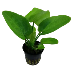 Tropica Akvarieplante i potte Echinodorus Aquartica