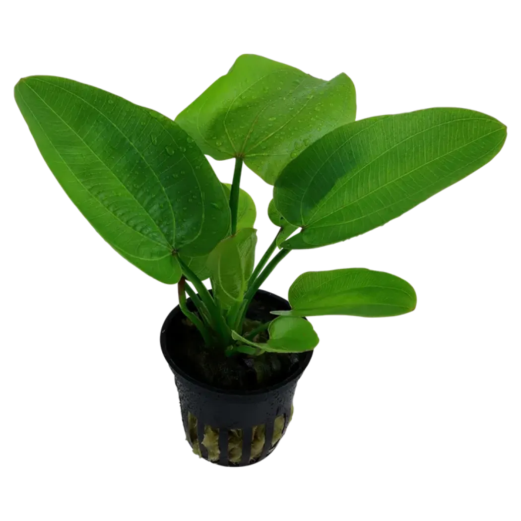 Tropica Akvarieplante i potte Echinodorus Aquartica