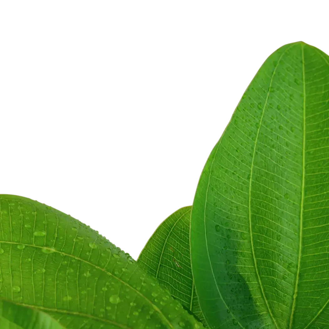 Tropica Akvarieplante i potte Echinodorus Aquartica