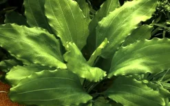 Tropica Akvarieplante i potte Echinodorus Aquartica
