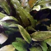 Tropica Akvarieplante i potte Cryptocoryne wendtii Tropica