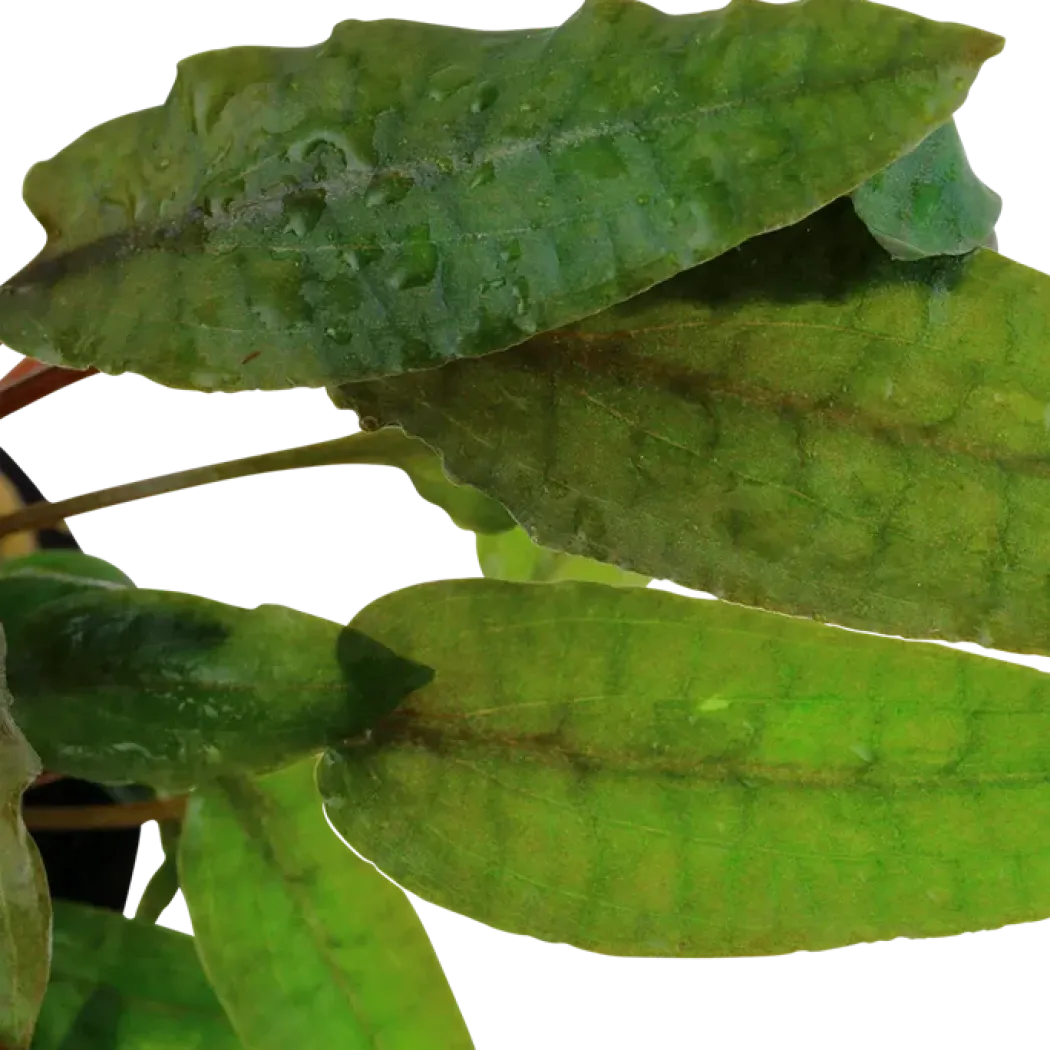 Tropica Akvarieplante i potte Cryptocoryne wendtii Tropica